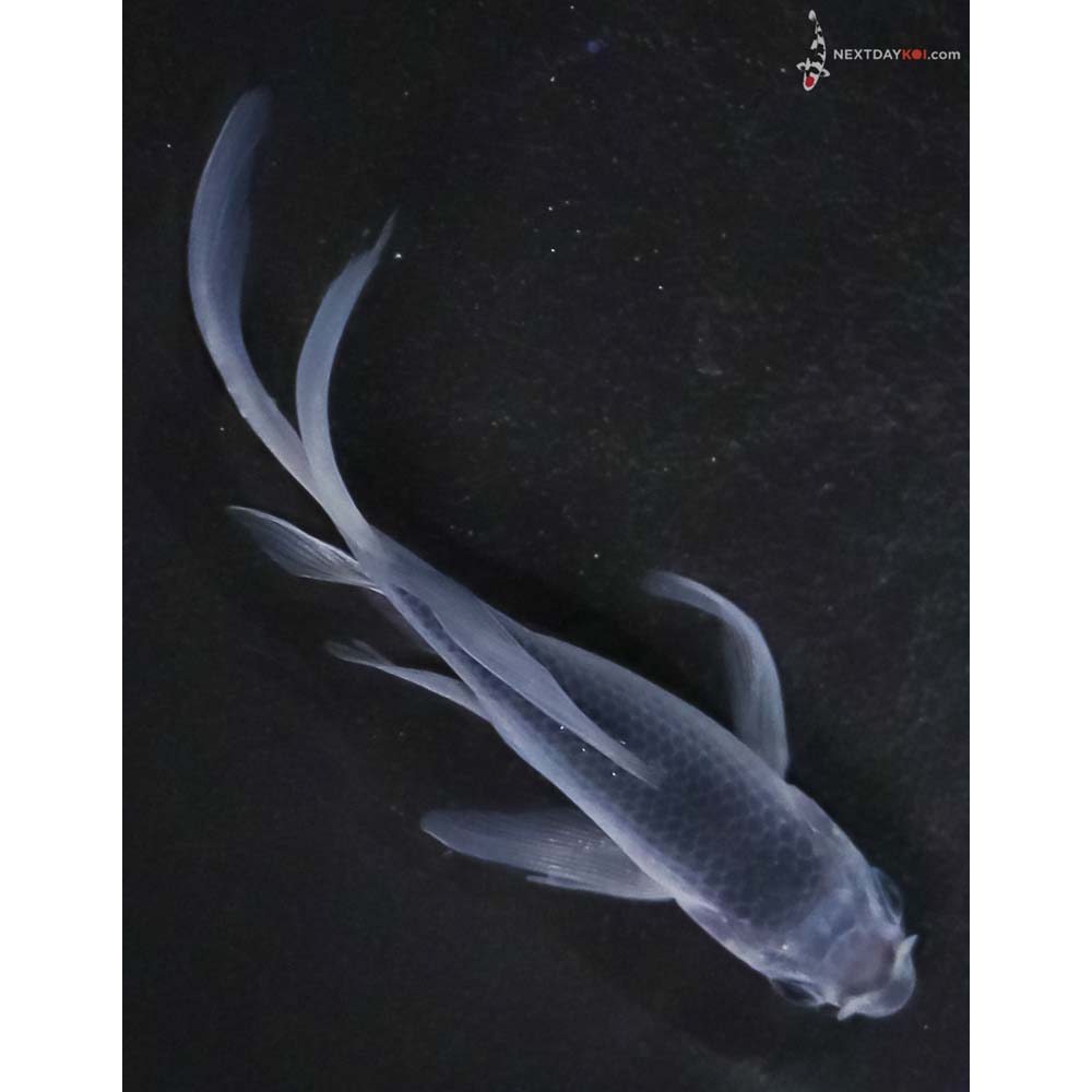 4” Imported Asagi Butterfly Koi