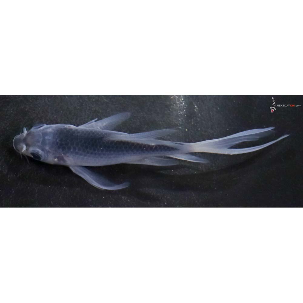 4” Imported Asagi Butterfly Koi