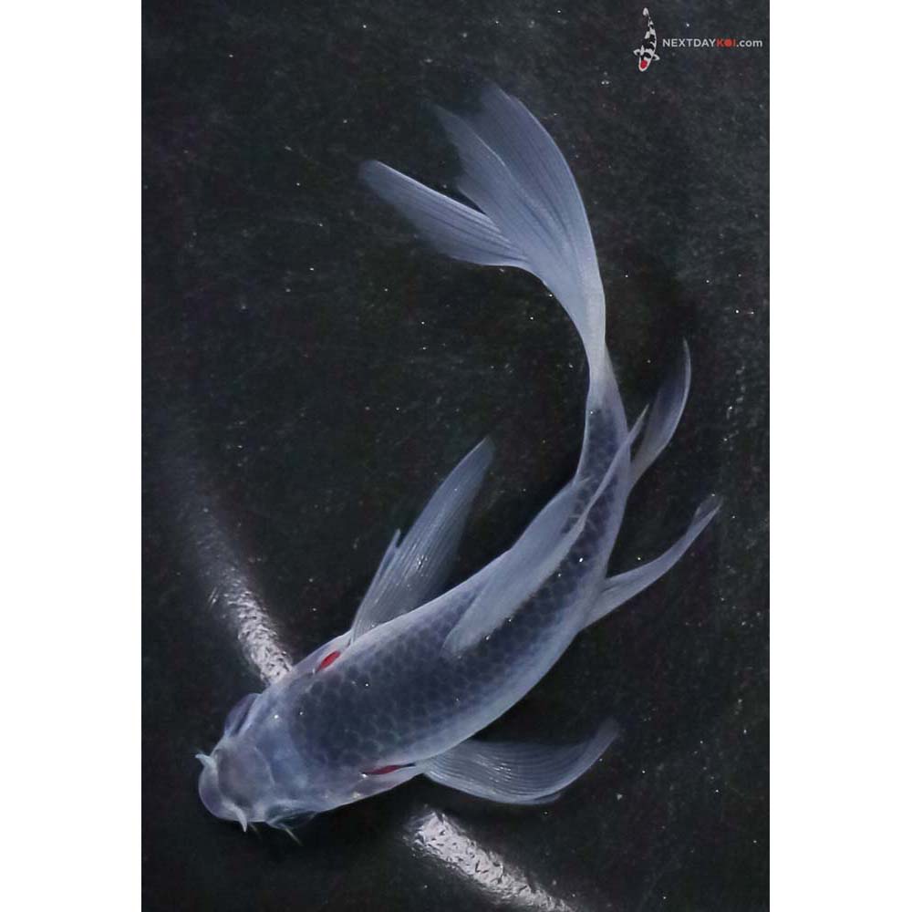 4” Imported Asagi Butterfly Koi