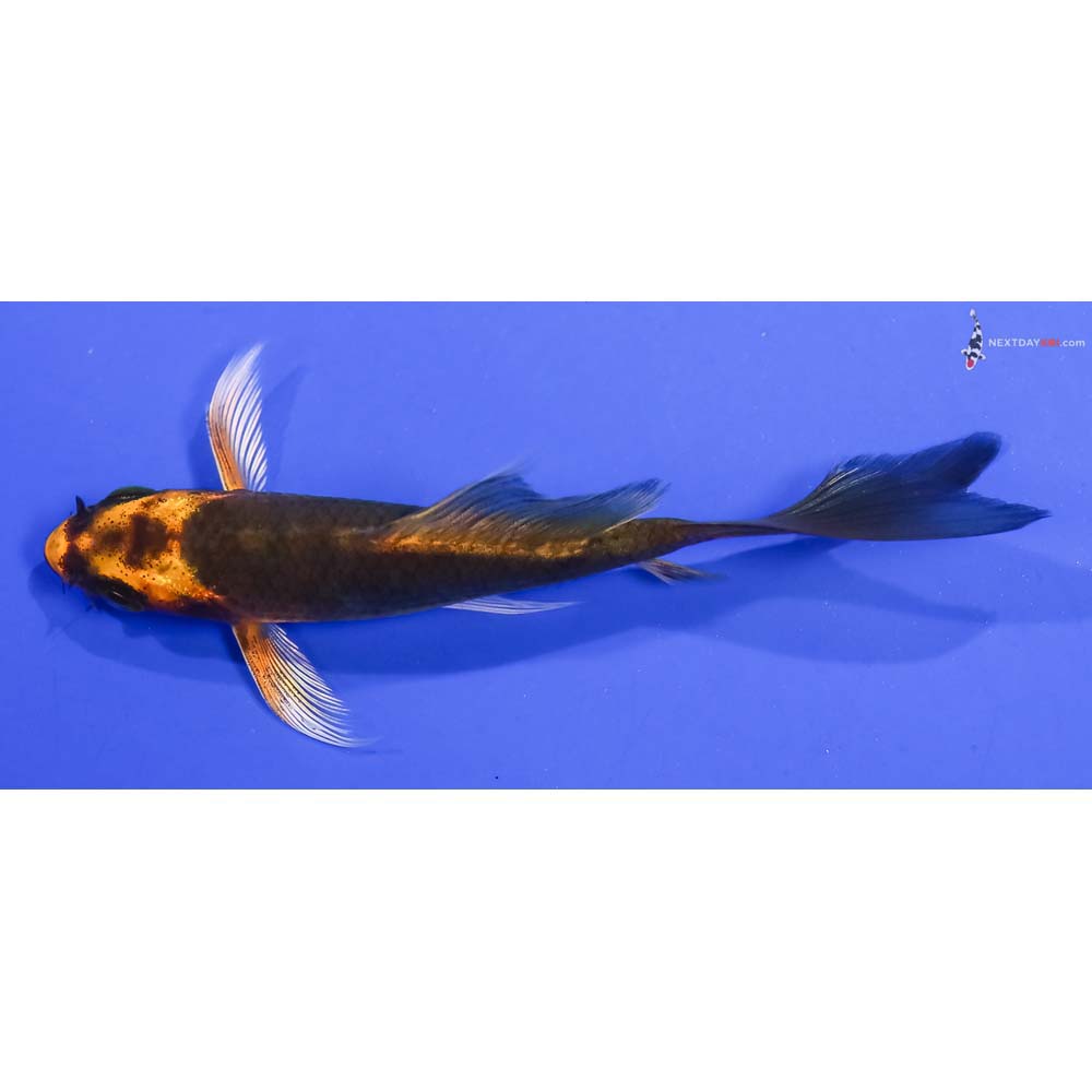 3.5” Imported Ki Matsuba Butterfly Koi