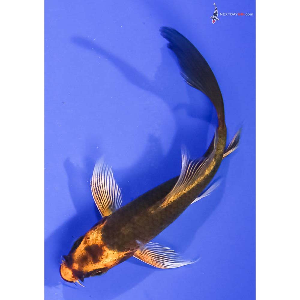 3.5” Imported Ki Matsuba Butterfly Koi