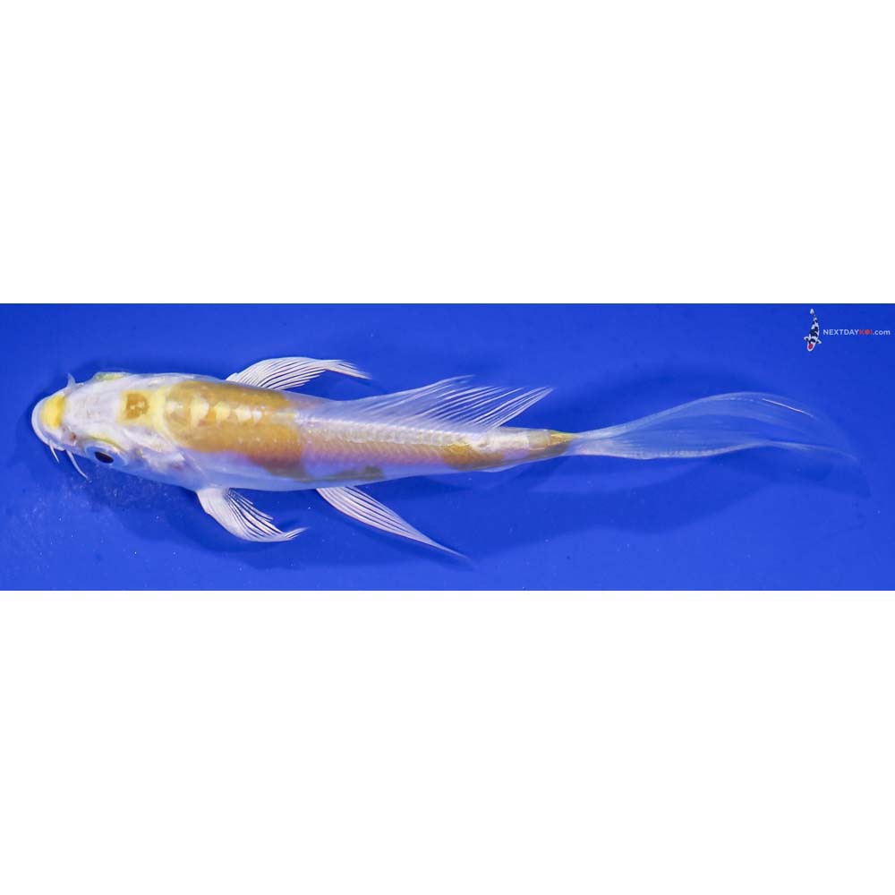 4.5” Imported Doitsu Lemon Hariwake Butterfly Koi