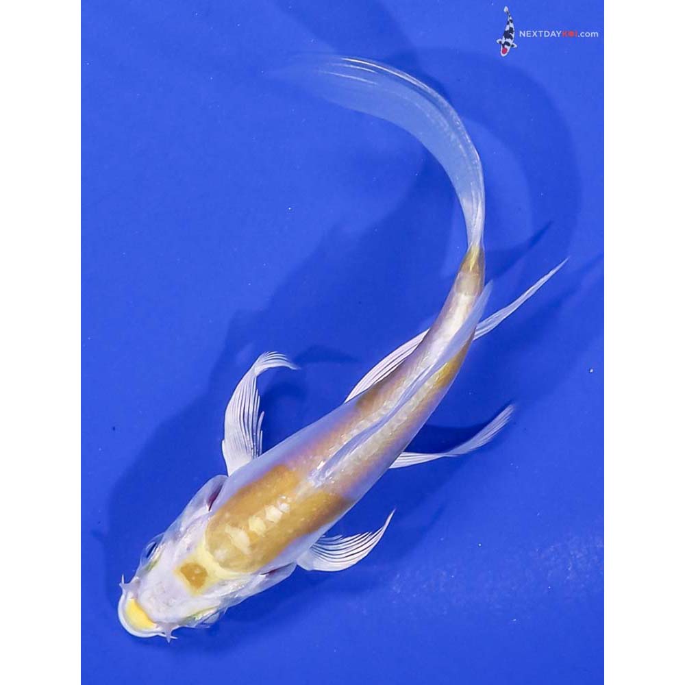 4.5” Imported Doitsu Lemon Hariwake Butterfly Koi