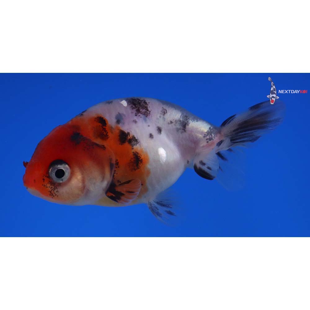 2.5” Imported Calico Ranchu