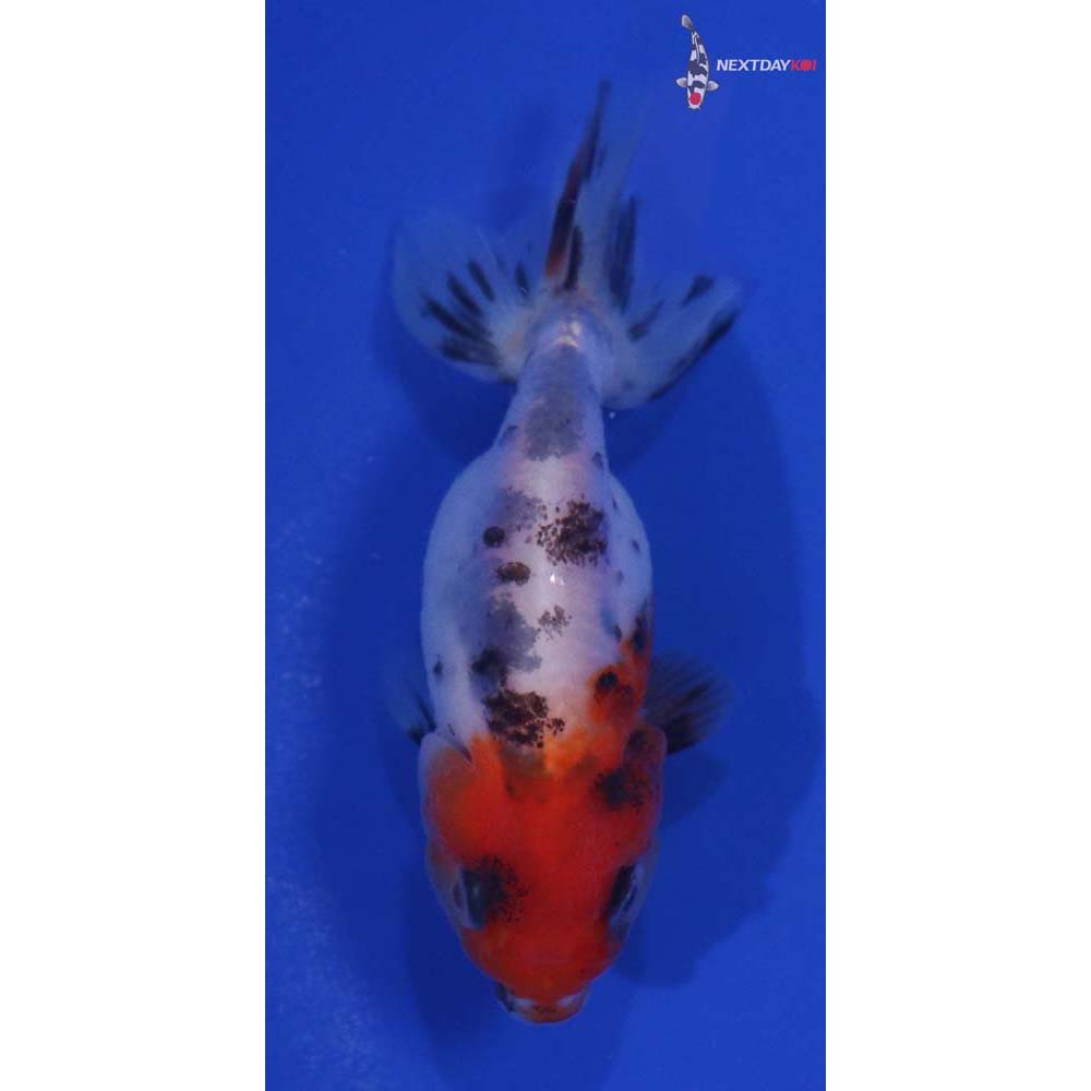 2.5” Imported Calico Ranchu