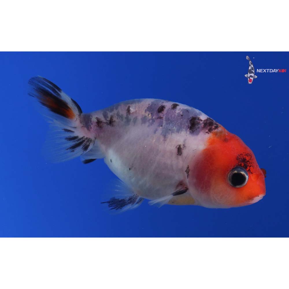 2.5” Imported Calico Ranchu