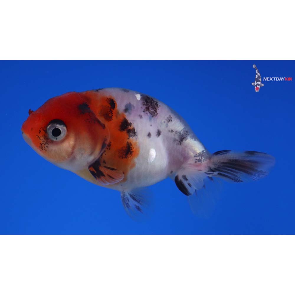 2.5” Imported Calico Ranchu