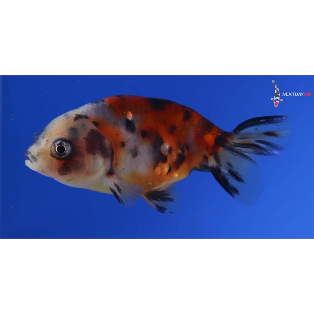 3” Imported Calico Ranchu