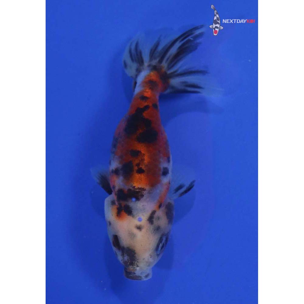 3” Imported Calico Ranchu