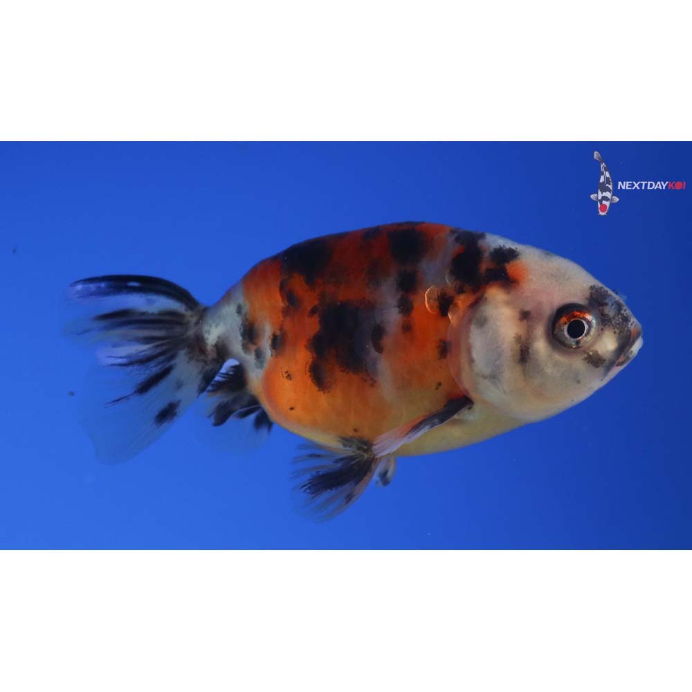 3” Imported Calico Ranchu