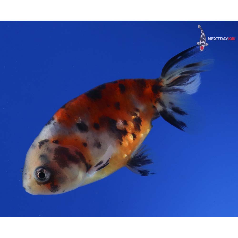 3” Imported Calico Ranchu