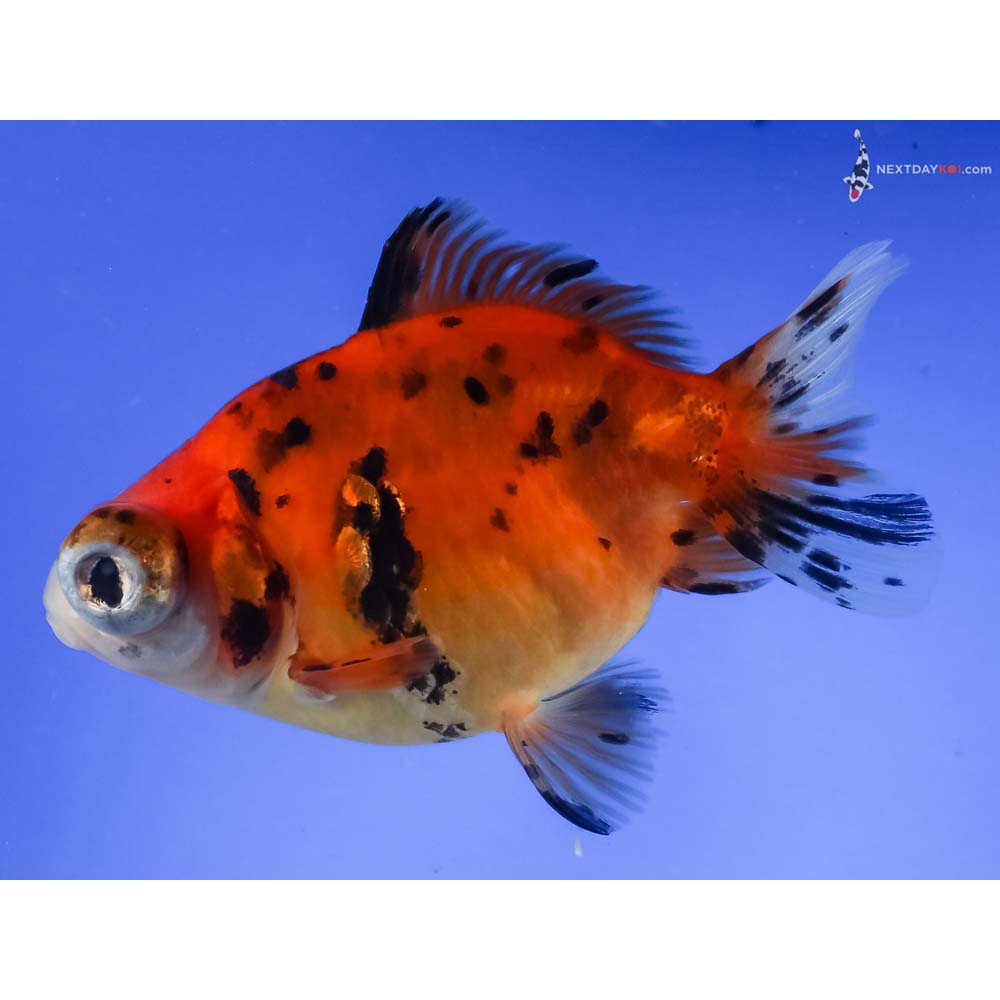 4” Imported Calico Telescope Fantail