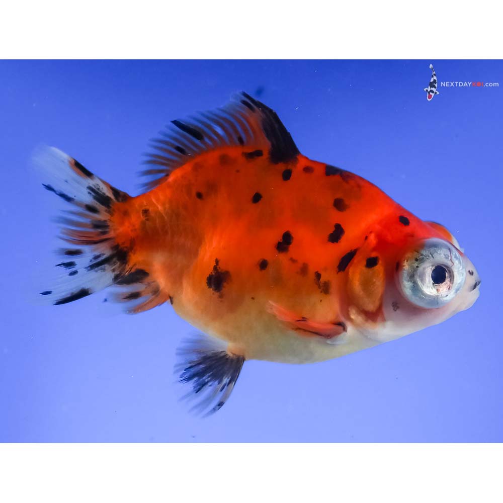 4” Imported Calico Telescope Fantail