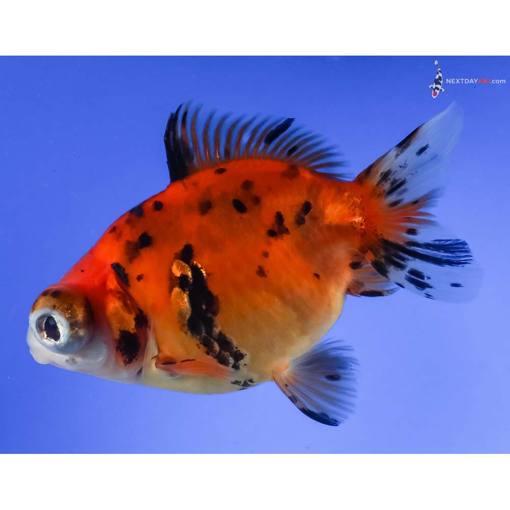 4” Imported Calico Telescope Fantail