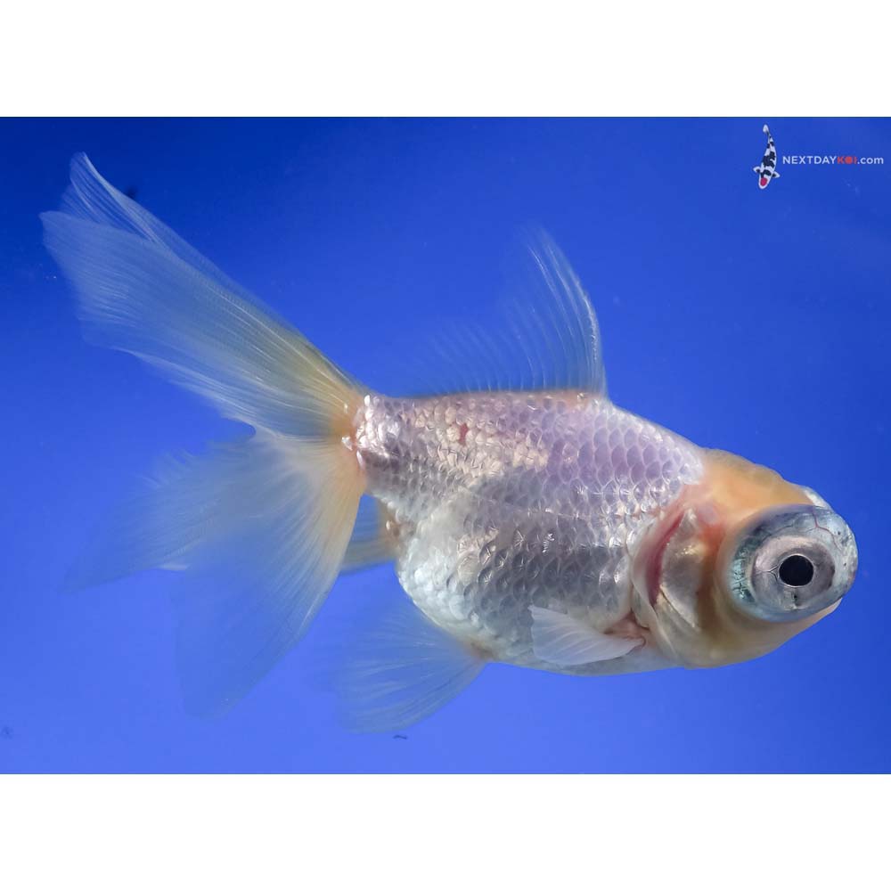 4.5” Imported White Telescope Fantail