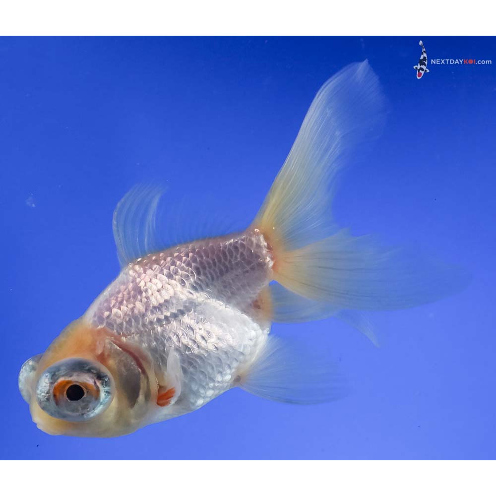 4.5” Imported White Telescope Fantail