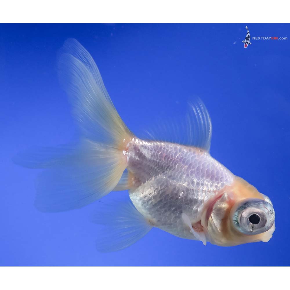 4.5” Imported White Telescope Fantail