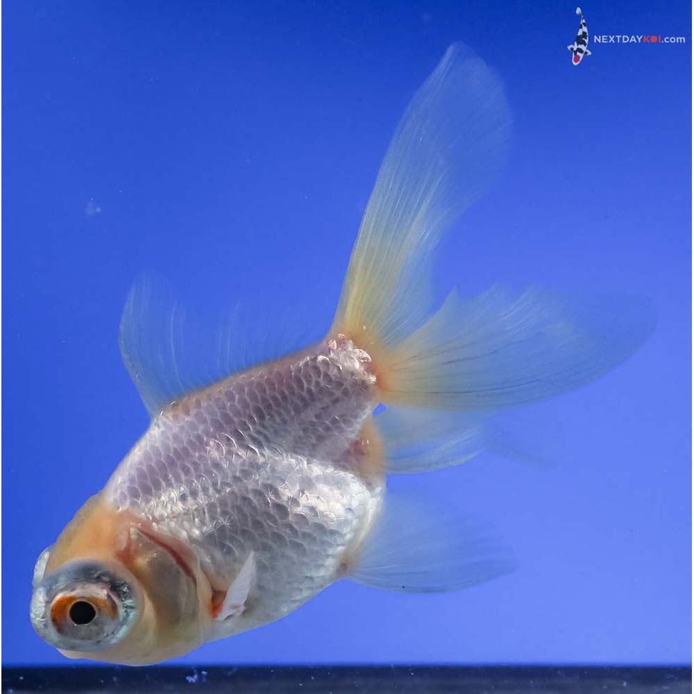 4.5” Imported White Telescope Fantail