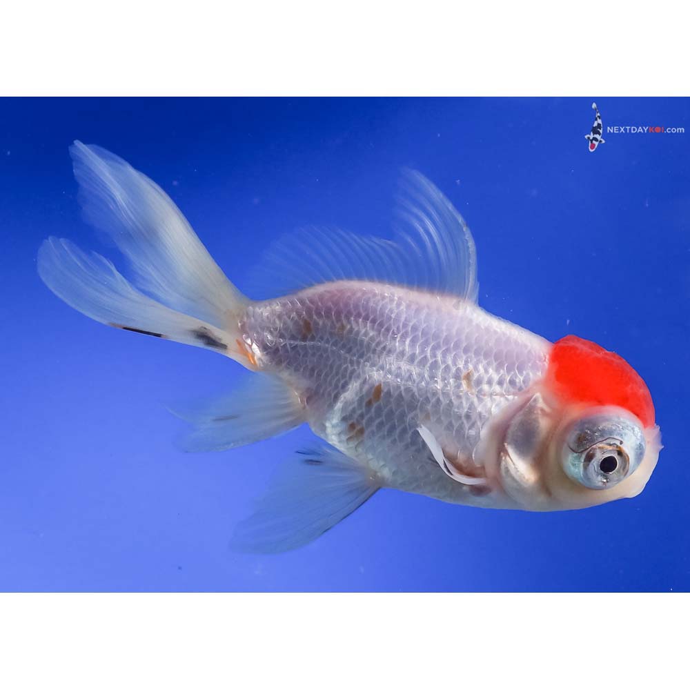 4.5” Imported Red and White Telescope Fantail