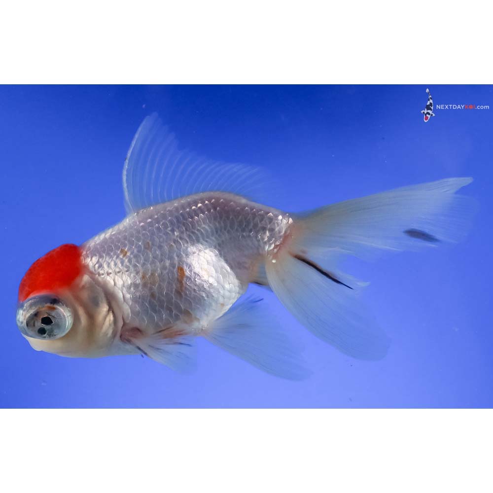 4.5” Imported Red and White Telescope Fantail