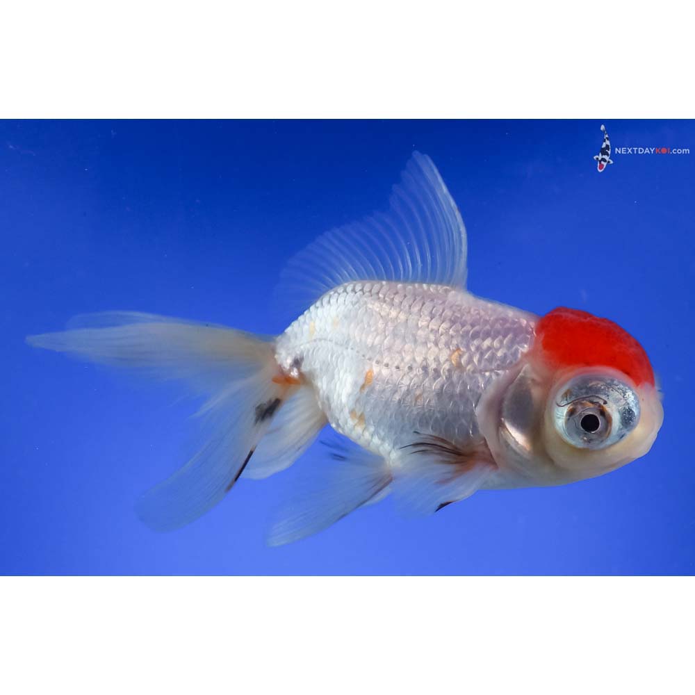 4.5” Imported Red and White Telescope Fantail