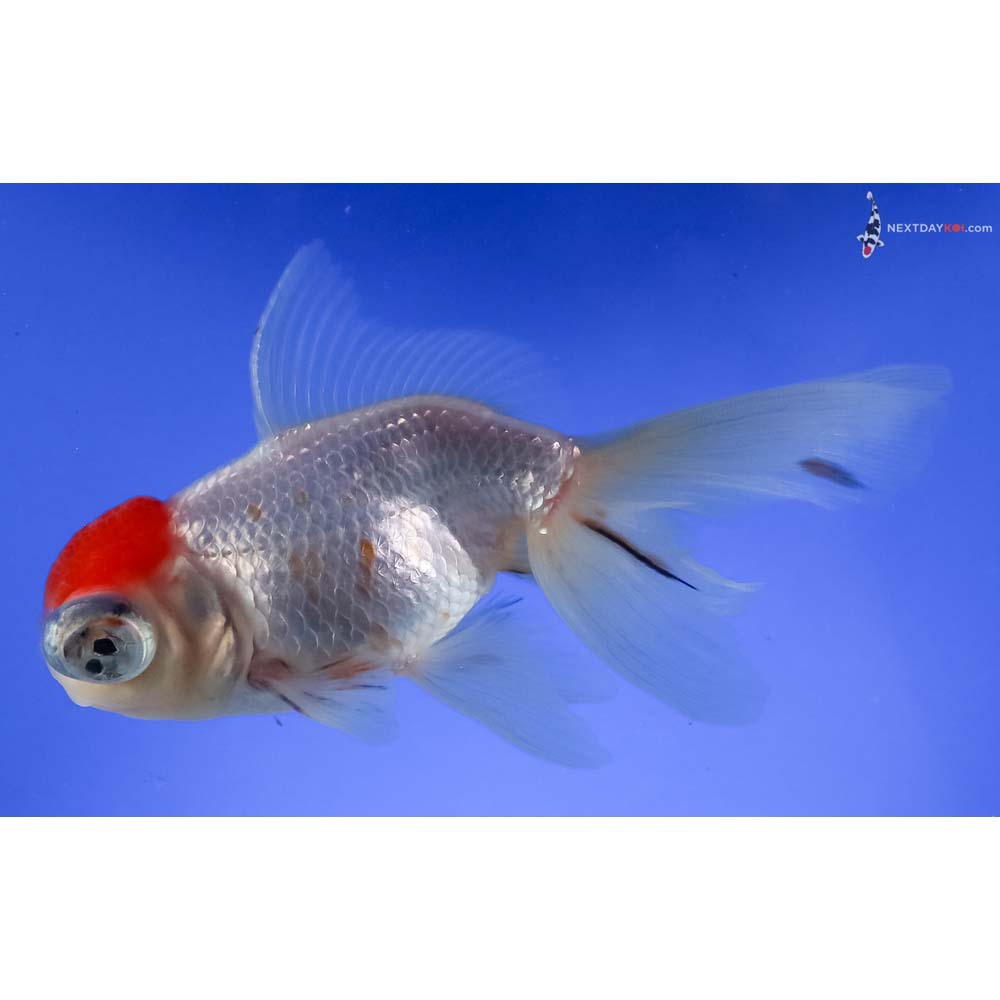 4.5” Imported Red and White Telescope Fantail