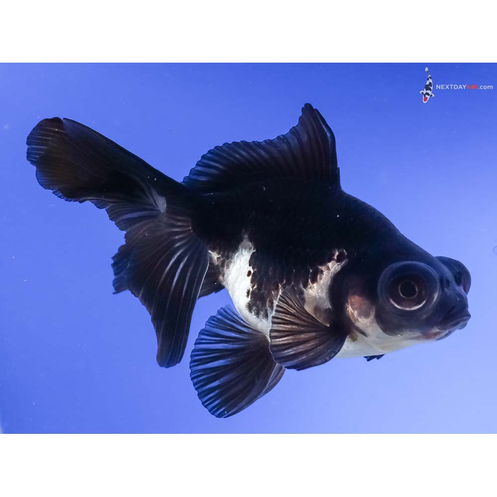 4.5” Imported White and Black Telescope Fantail