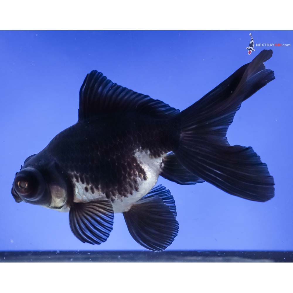 4.5” Imported White and Black Telescope Fantail