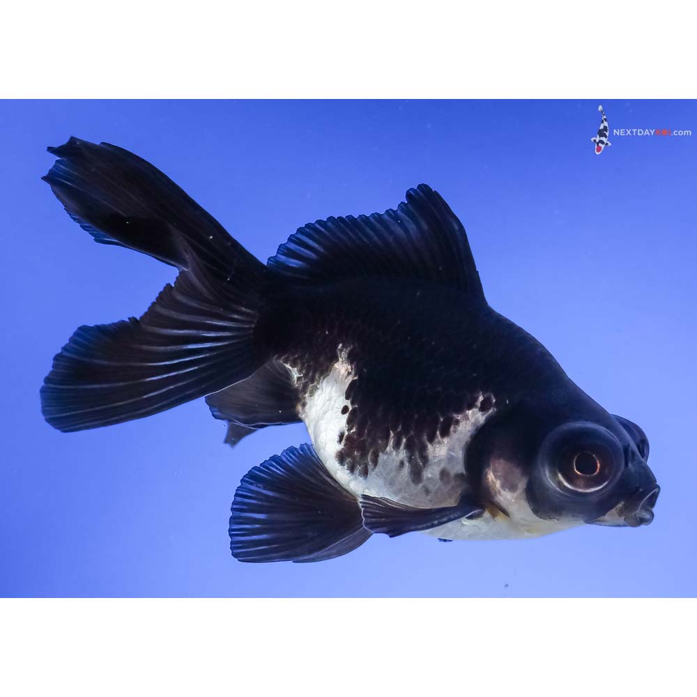 4.5” Imported White and Black Telescope Fantail