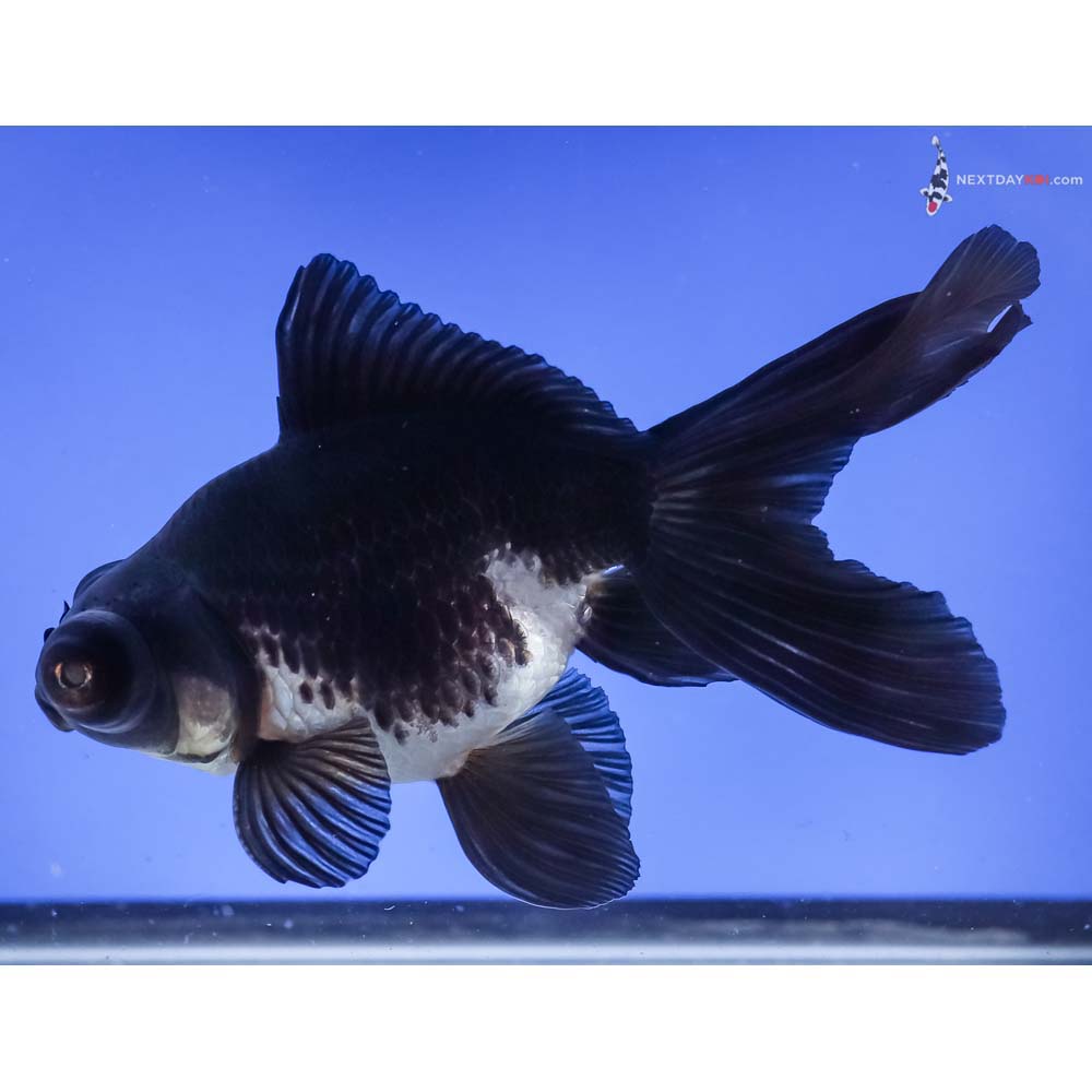 4.5” Imported White and Black Telescope Fantail