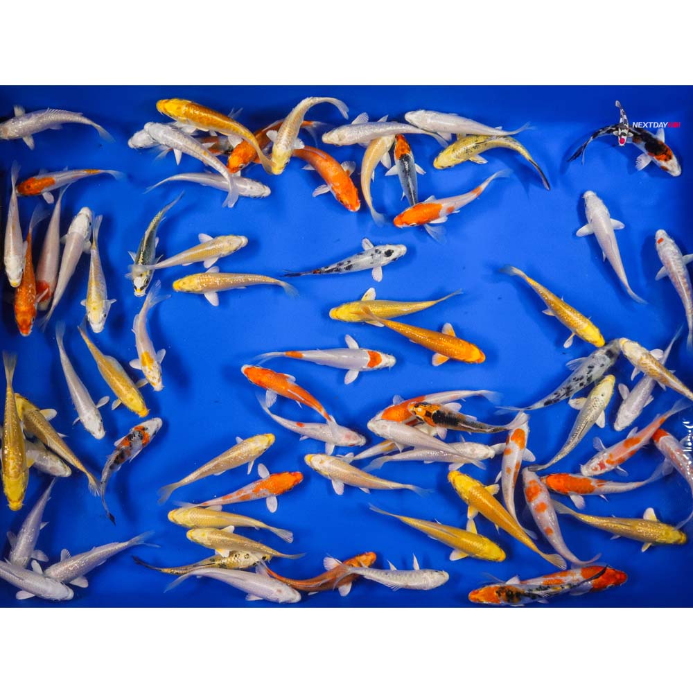 4-5" Imported Hikari Koi Mix