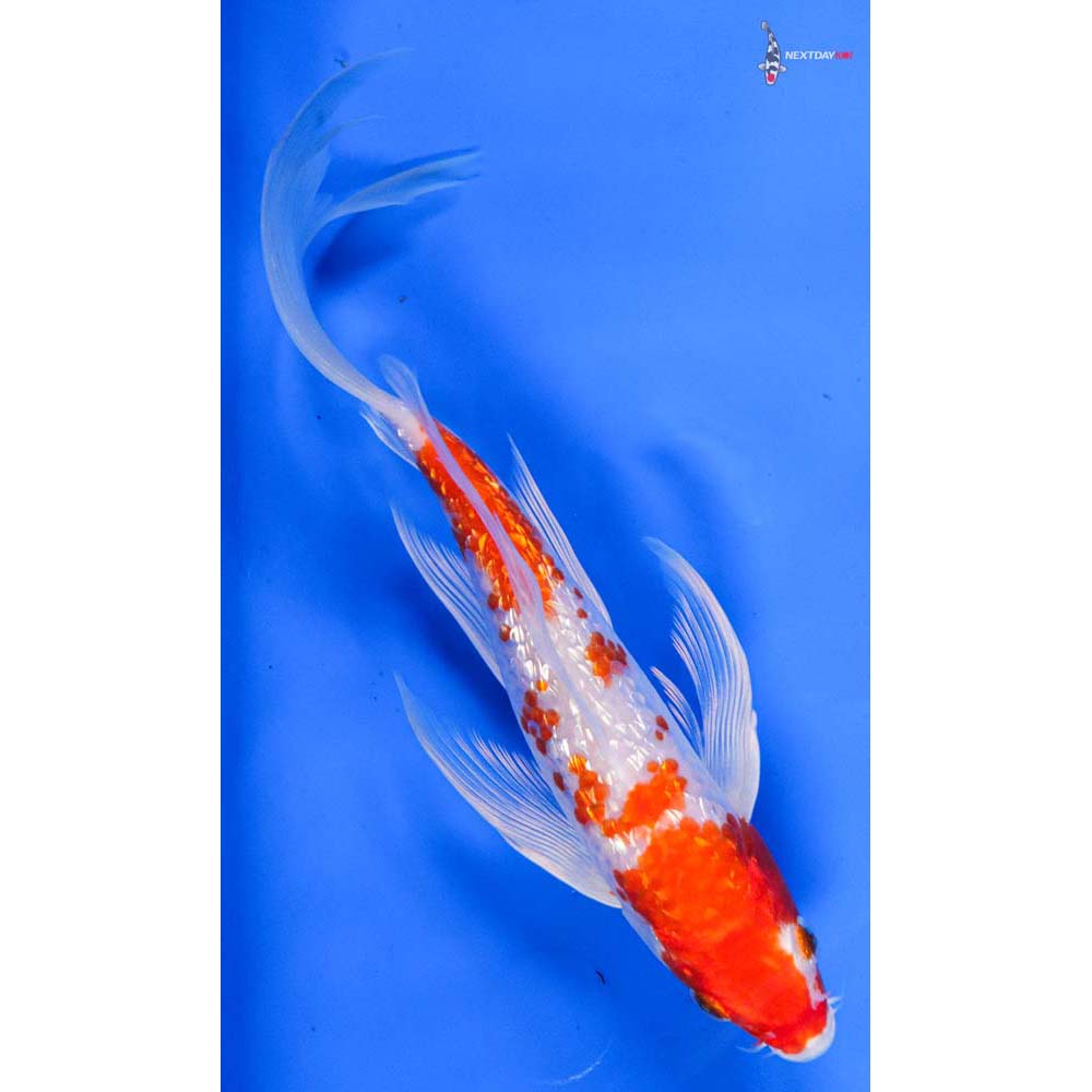 8” Imported Gin Rin Hariwake Butterfly Koi