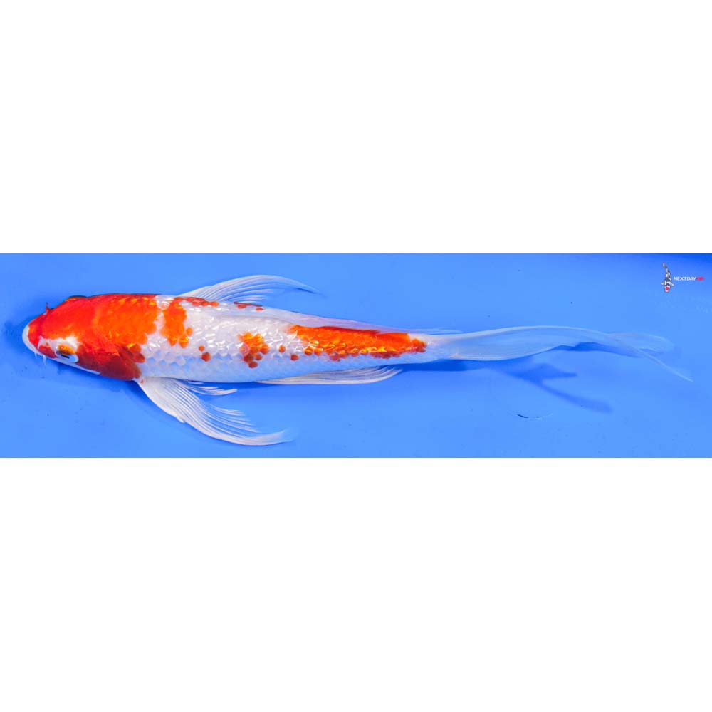 8” Imported Gin Rin Hariwake Butterfly Koi
