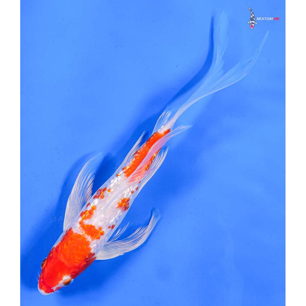 8” Imported Gin Rin Hariwake Butterfly Koi