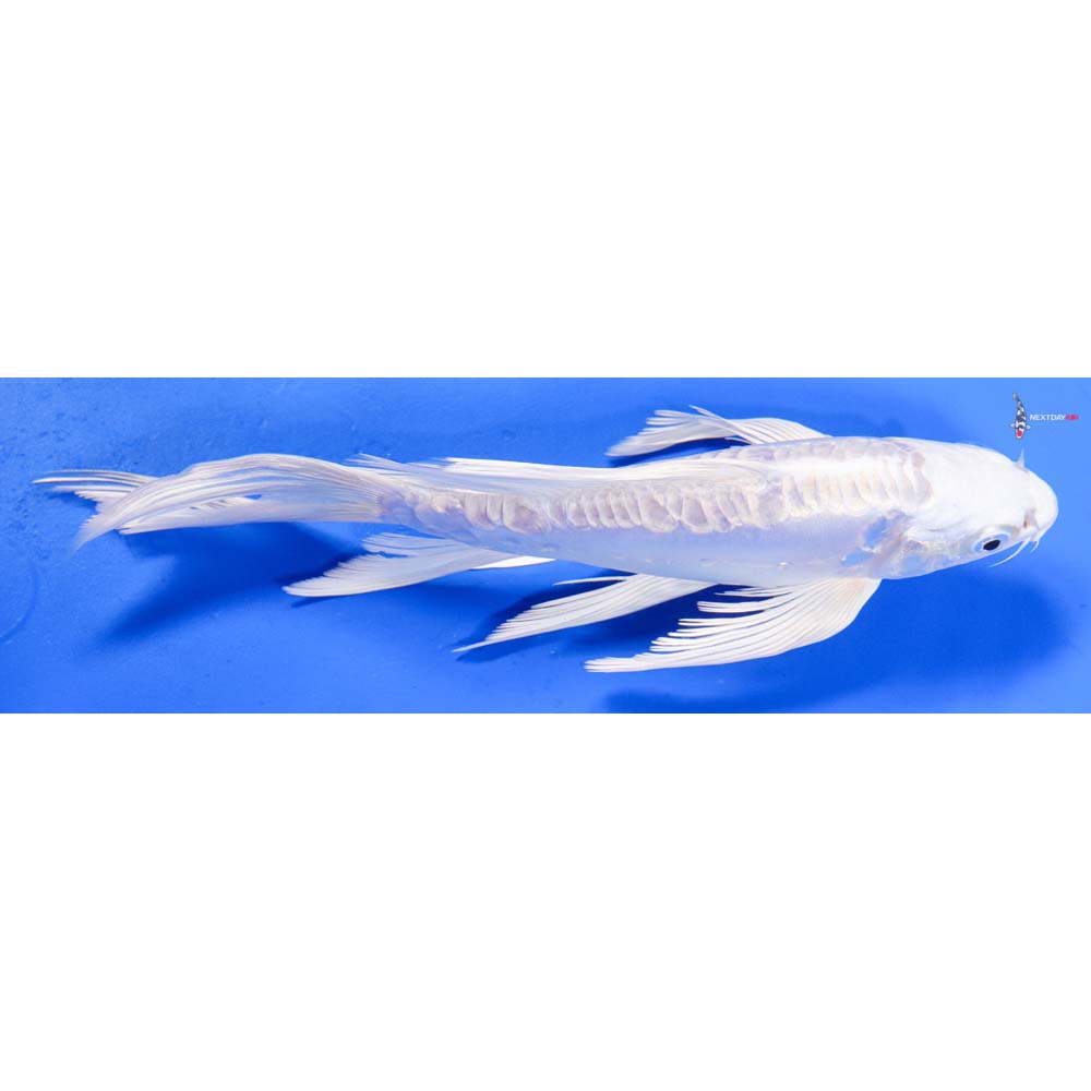 8” Imported Doitsu Platinum Ogon Butterfly Koi