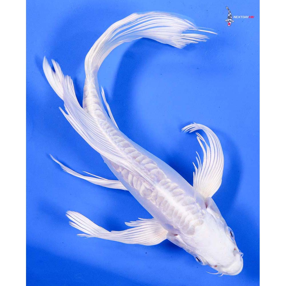 8” Imported Doitsu Platinum Ogon Butterfly Koi