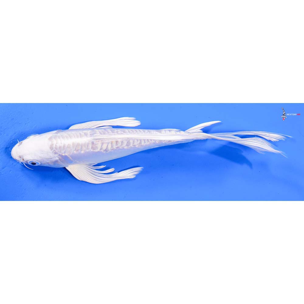 8” Imported Doitsu Platinum Ogon Butterfly Koi