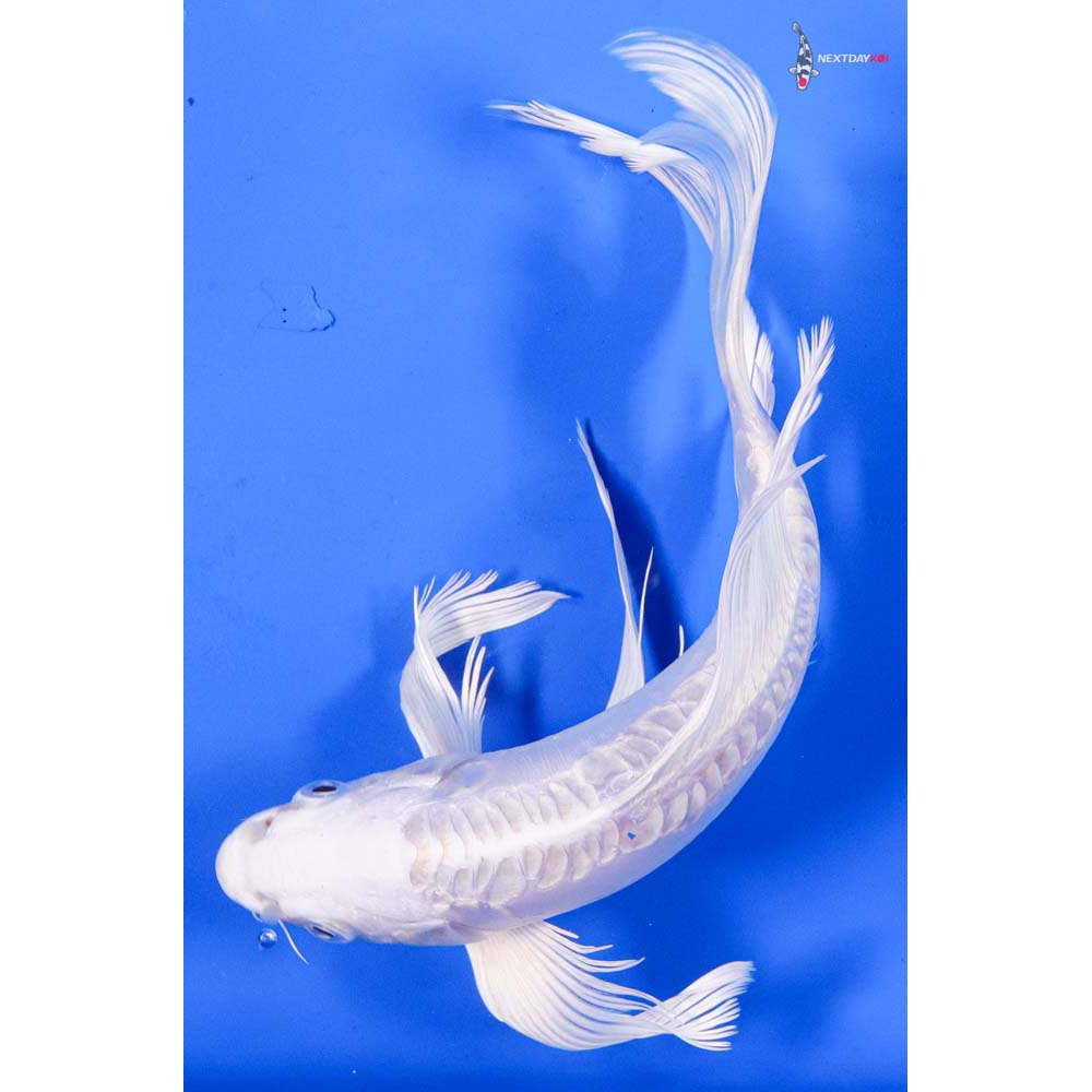 8” Imported Doitsu Platinum Ogon Butterfly Koi