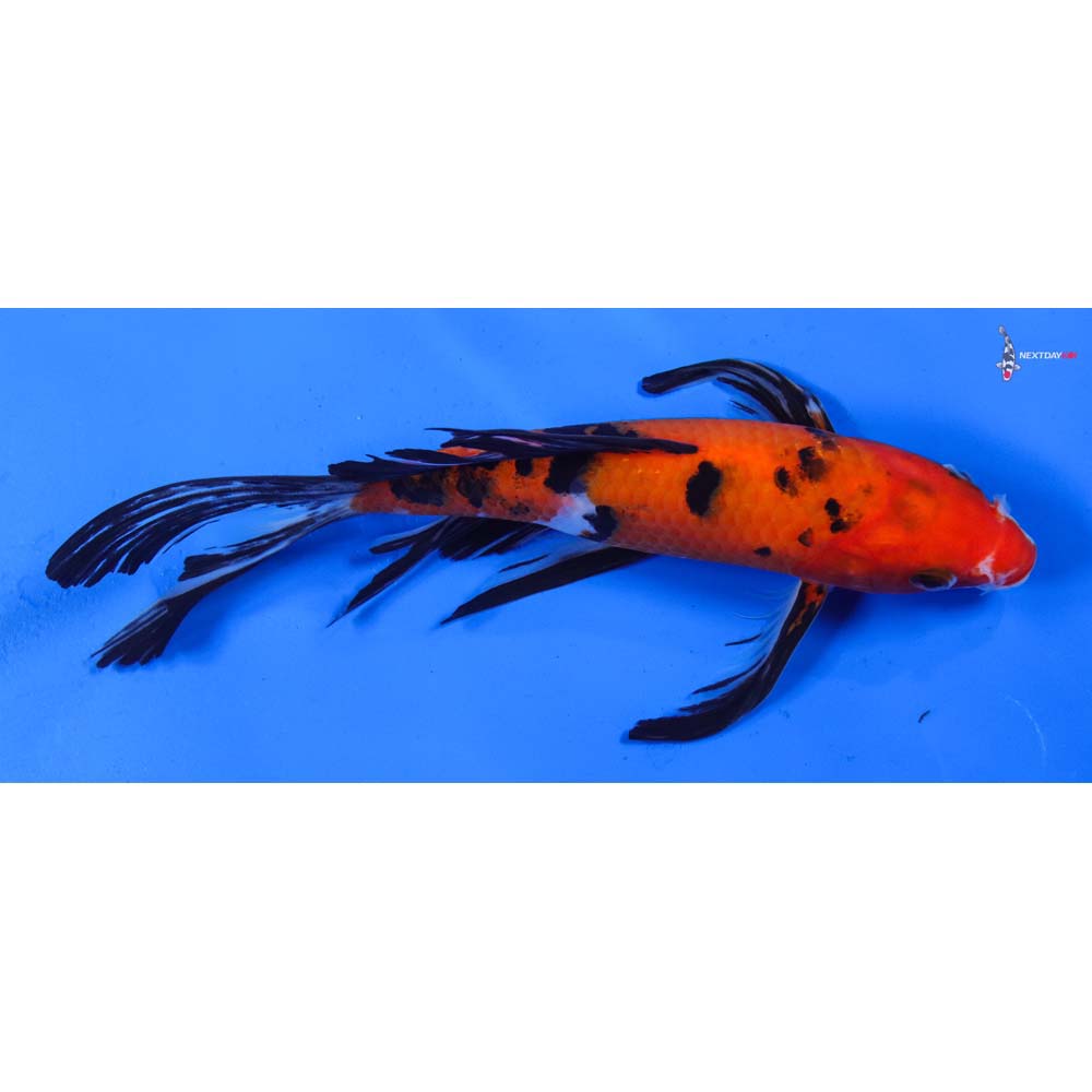 8” Imported Sanke Butterfly Koi