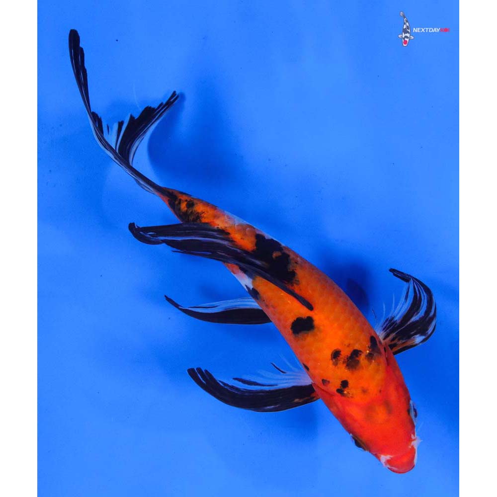 8” Imported Sanke Butterfly Koi