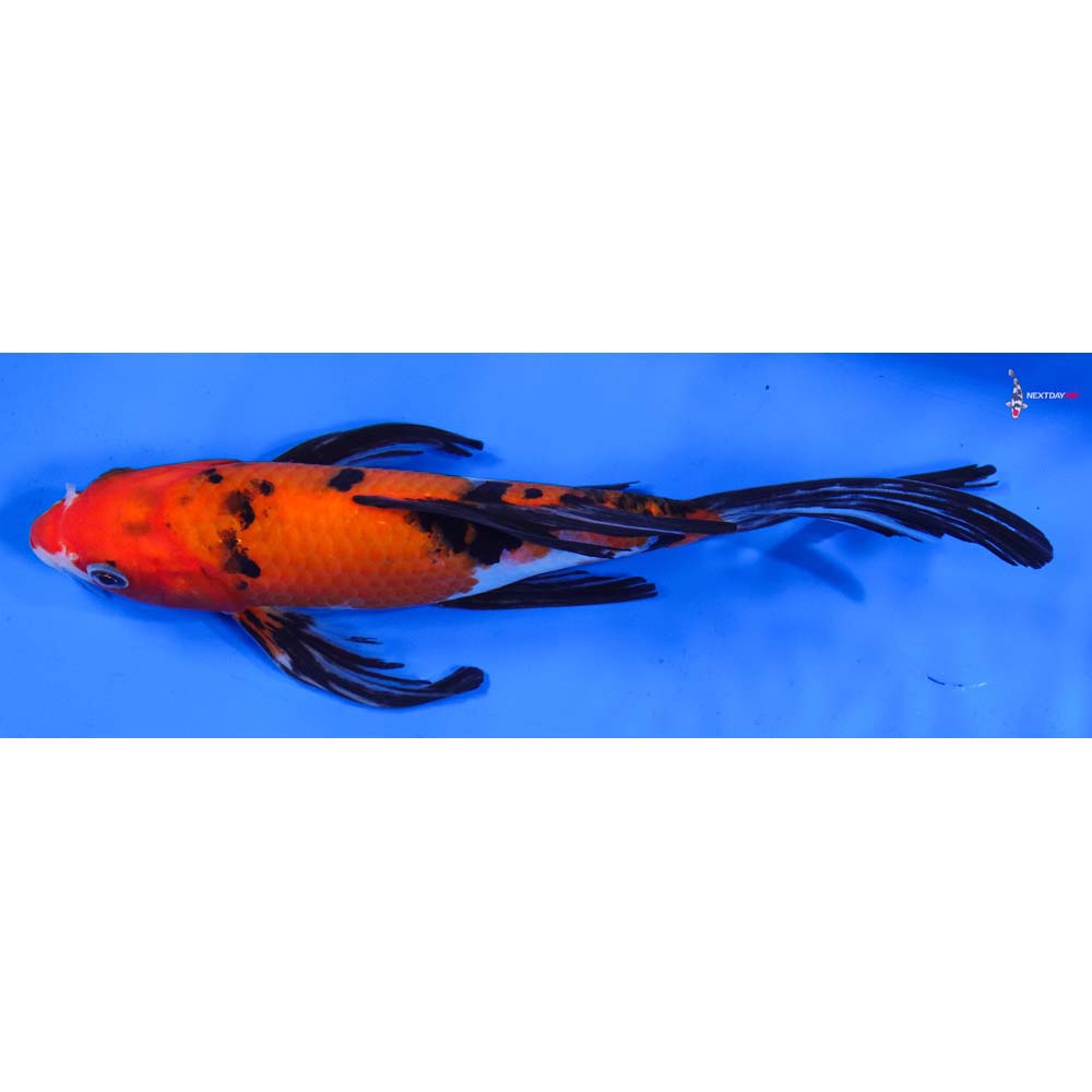 8” Imported Sanke Butterfly Koi
