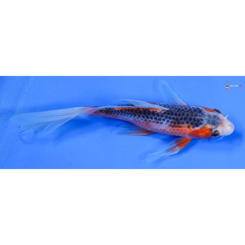 7” Imported Asagi Butterfly Koi