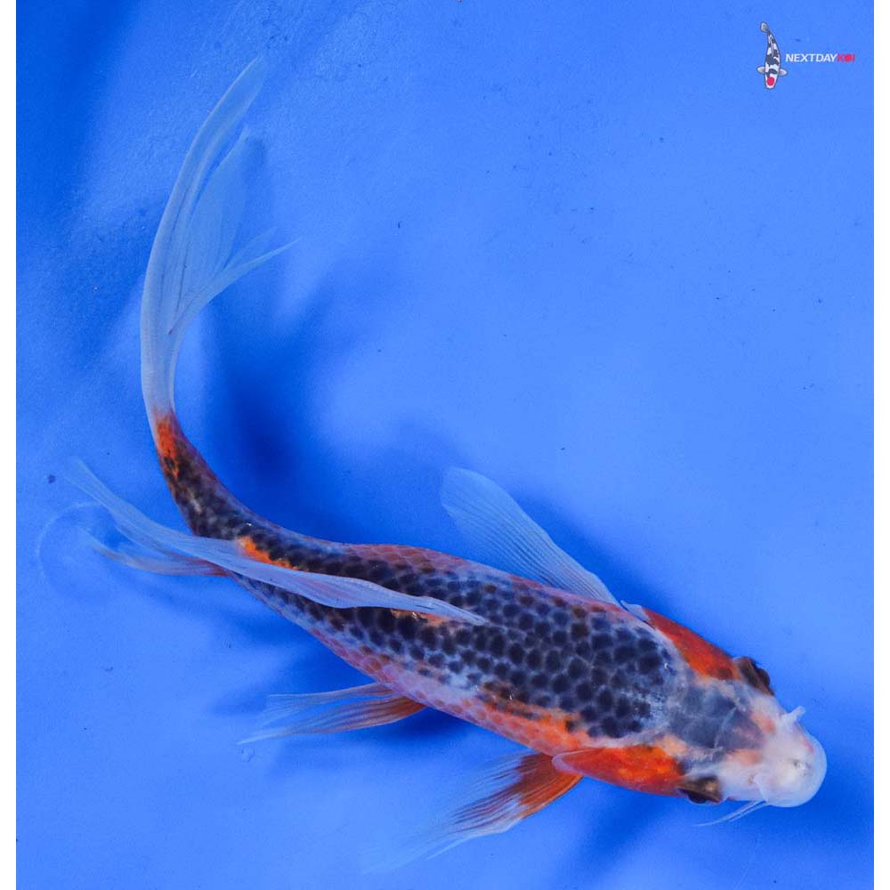 7” Imported Asagi Butterfly Koi