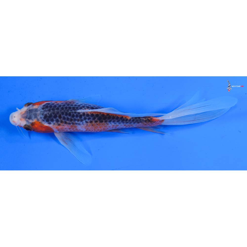 7” Imported Asagi Butterfly Koi