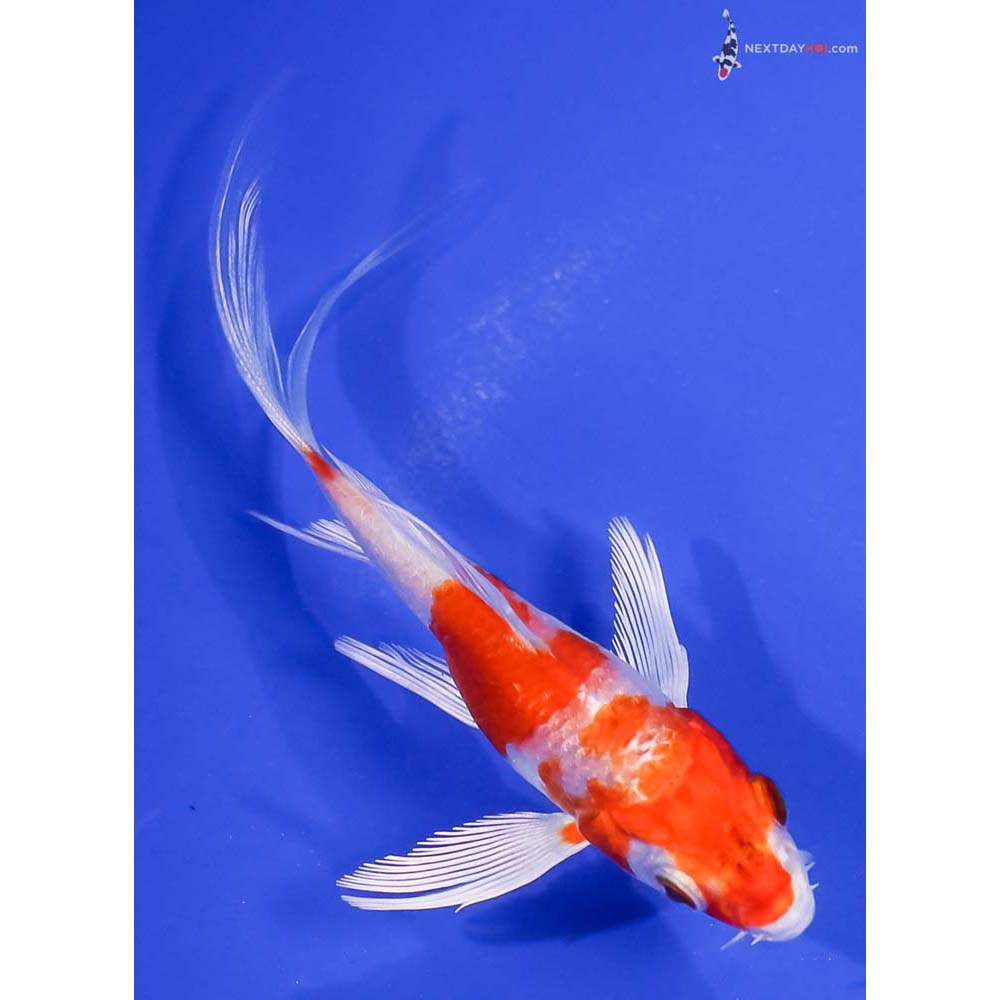 4” Imported Hariwake Butterfly Koi