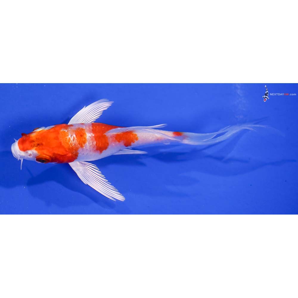 4” Imported Hariwake Butterfly Koi
