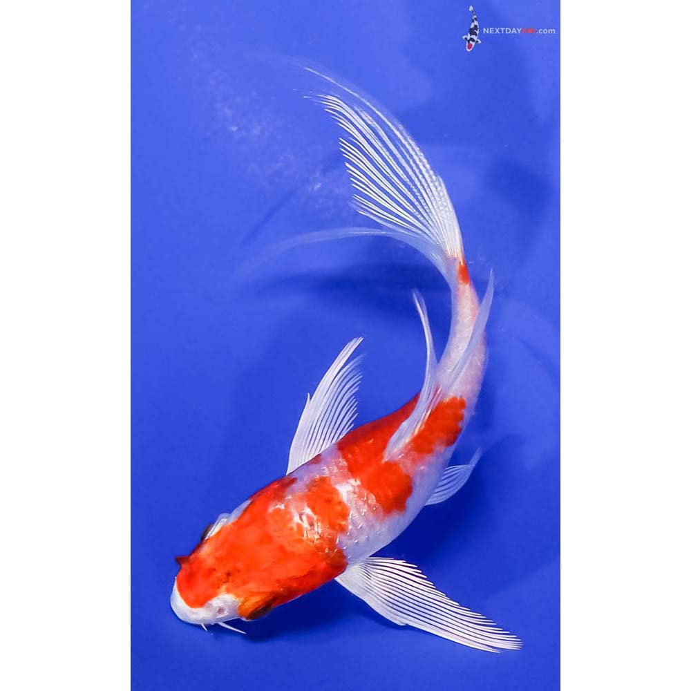 4” Imported Hariwake Butterfly Koi