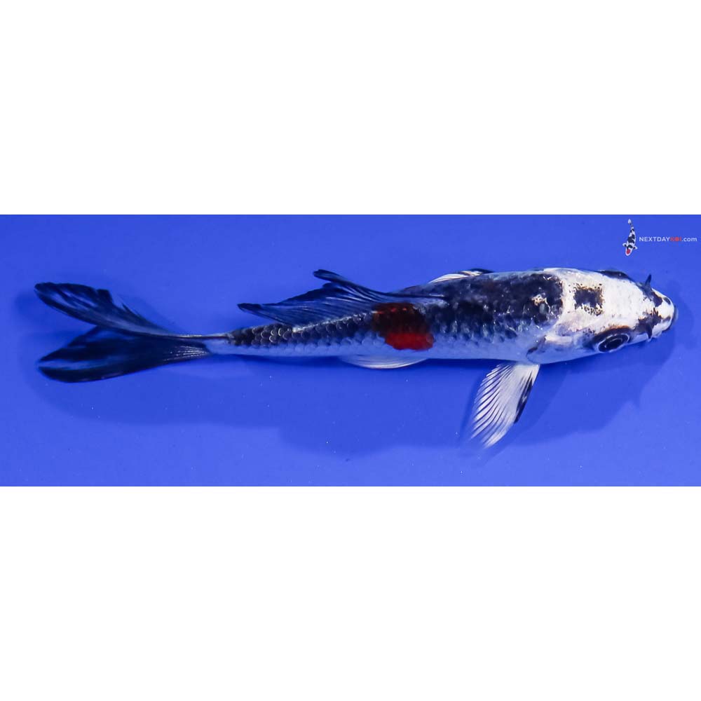 4” Imported Kujaku Butterfly Koi