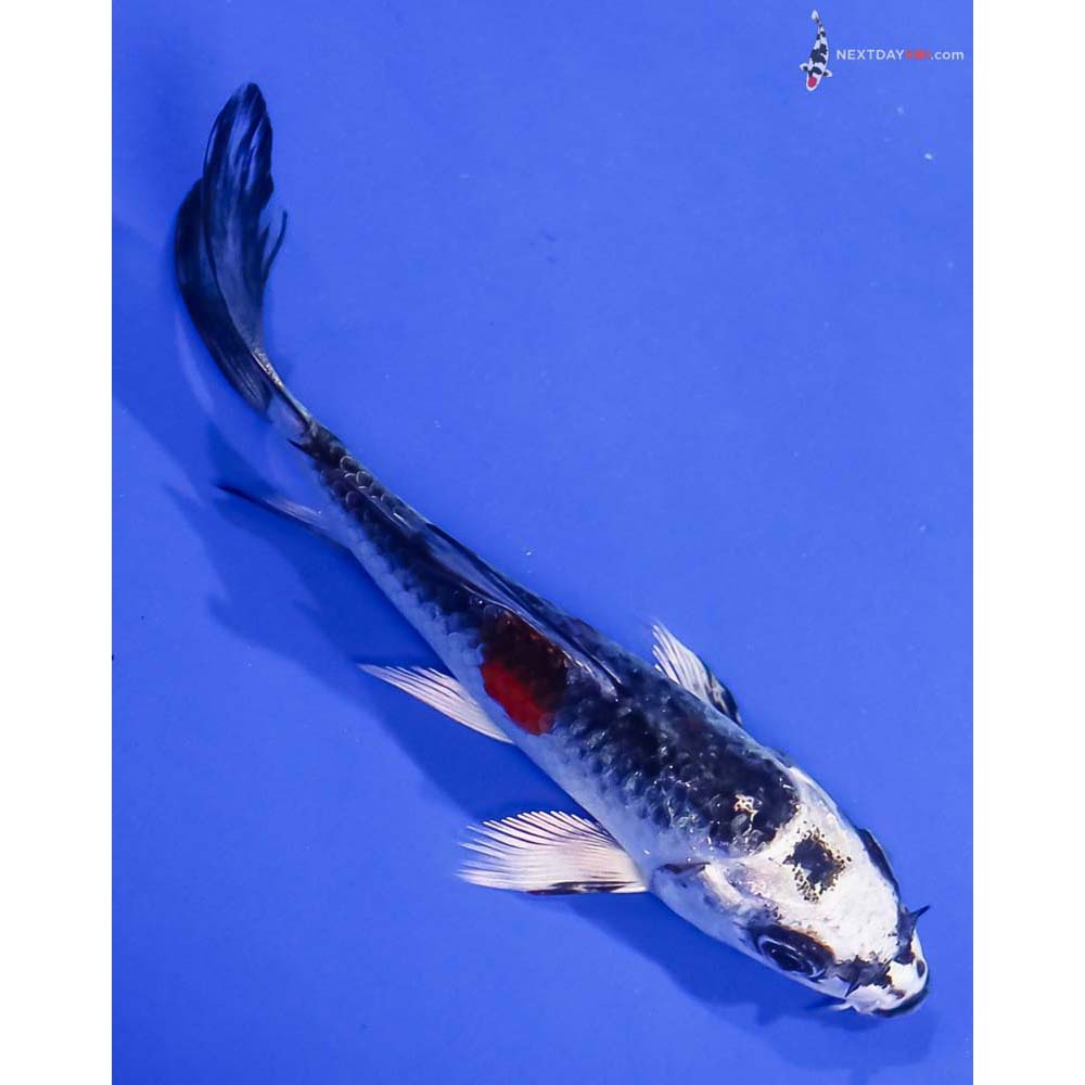 4” Imported Kujaku Butterfly Koi
