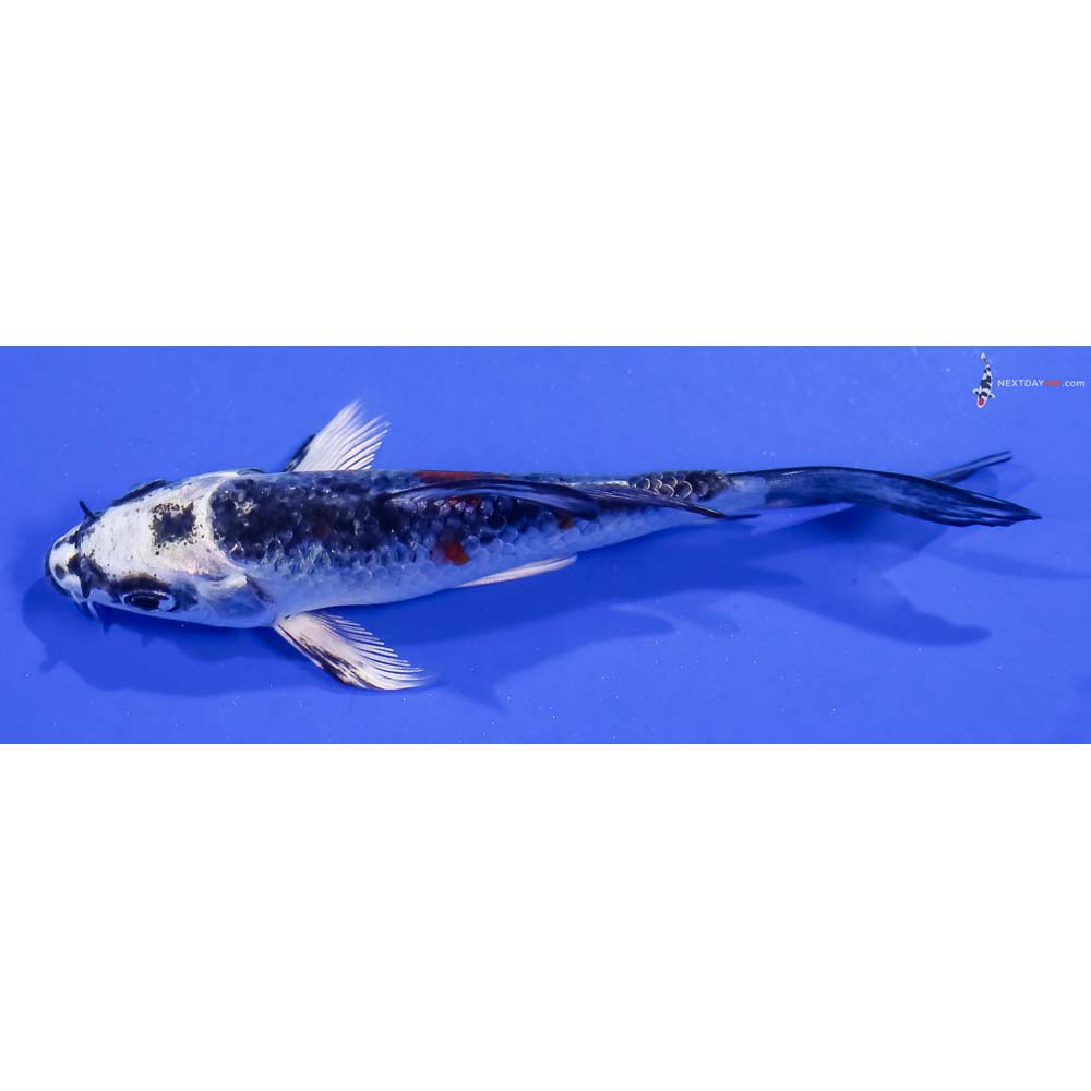 4” Imported Kujaku Butterfly Koi